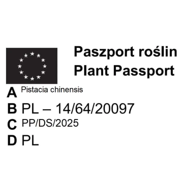 Pistacja chińska jadalna sadzonki - 30 / 50 cm